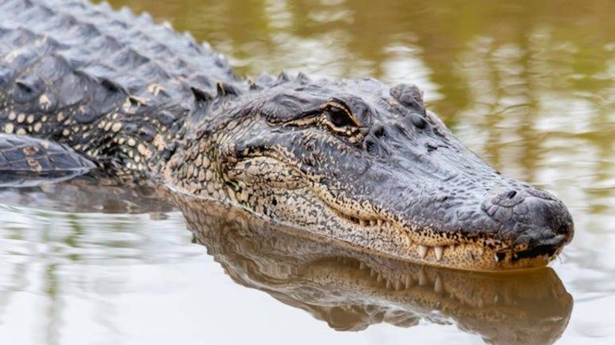 Alligator