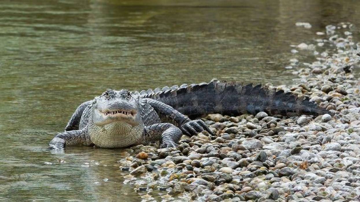 Alligator