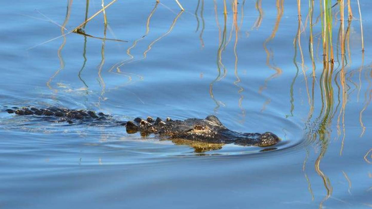 Alligator