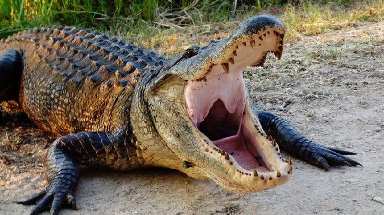 Alligator