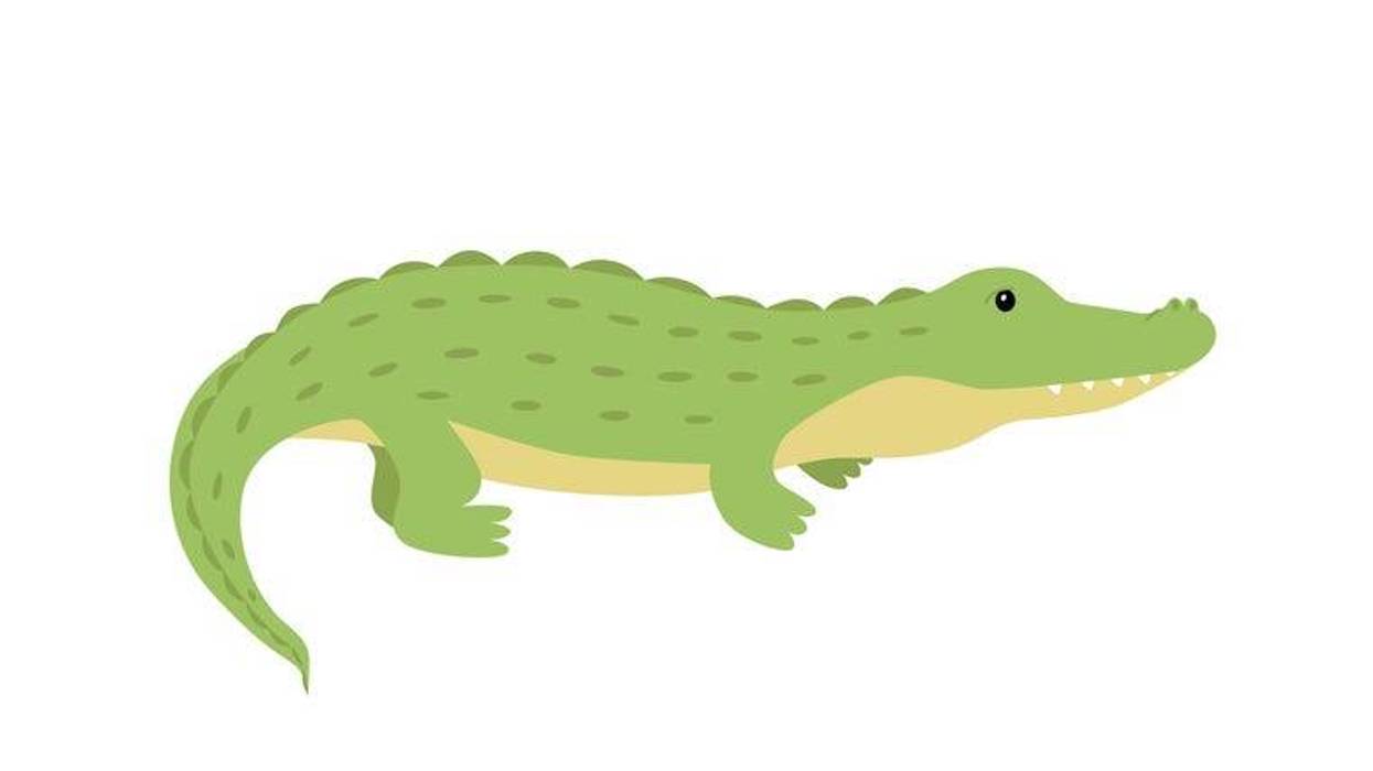 Alligator