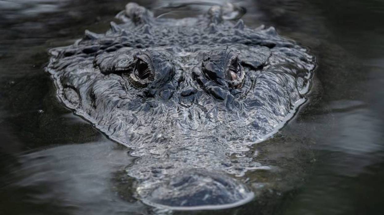North Texas fisherman who believed he caught a catfish surprised when he reeled in an alligator