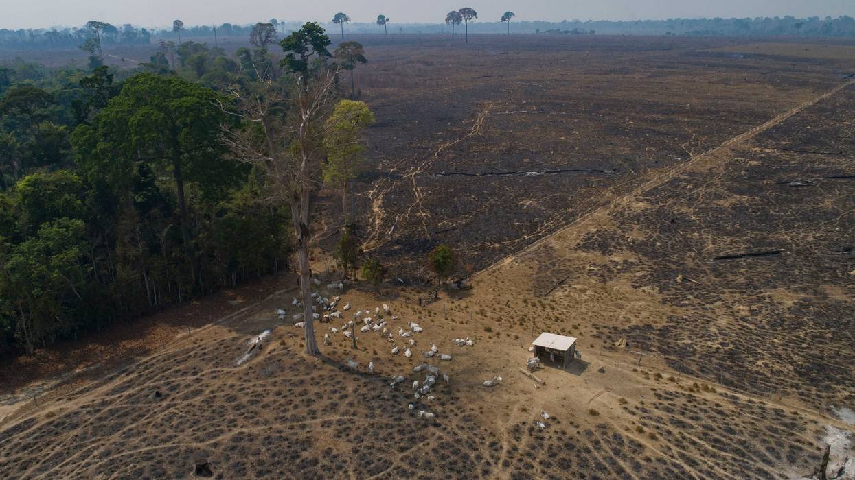 Amazon Deforestation