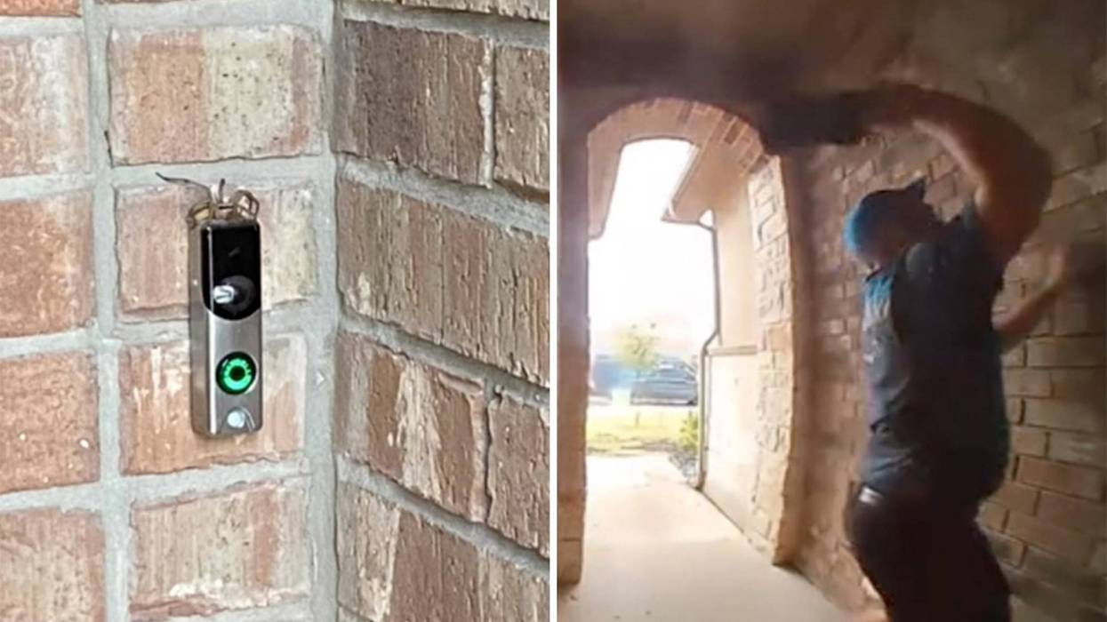 Amazon driver kills spider