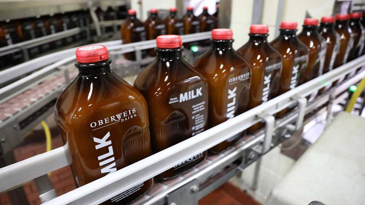 Amber glass bottles of white milk roll through the bottling assembly line