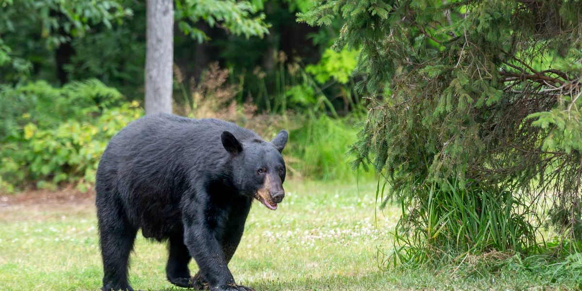 DEEP wants answers: Bear found shot, killed in Burlington
