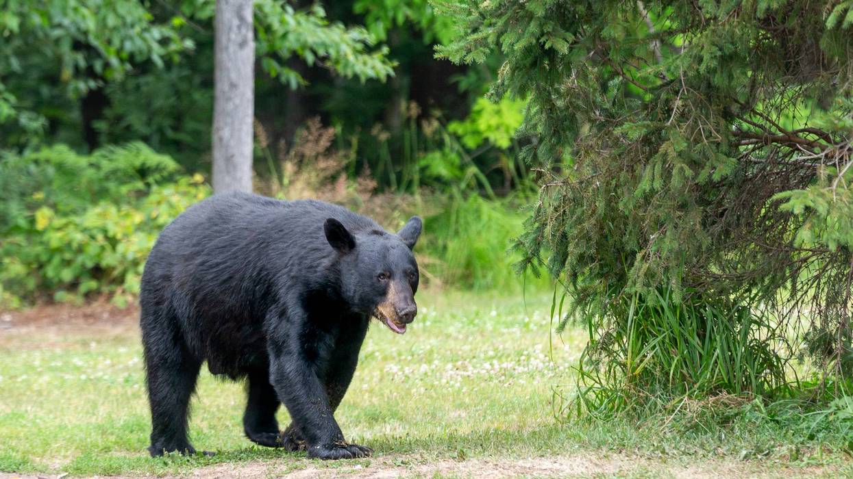 American Black Bear Entering a Clearing in the Wild