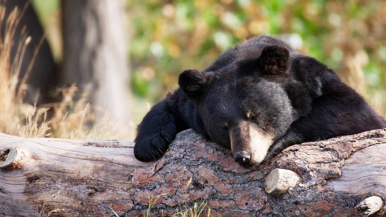 American Black Bear