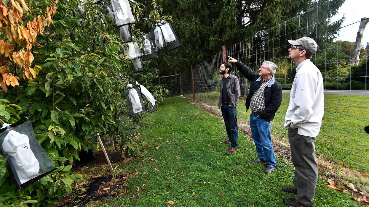 American Chestnut Rebirth
