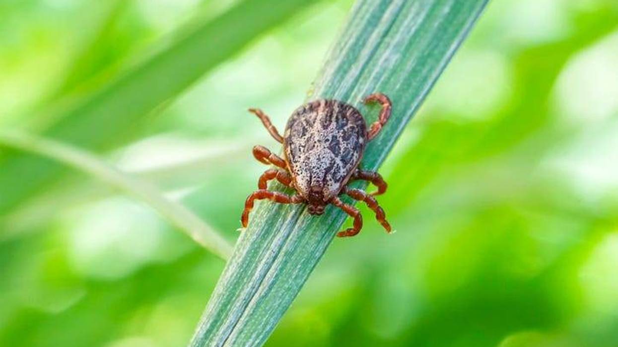 American dog tick