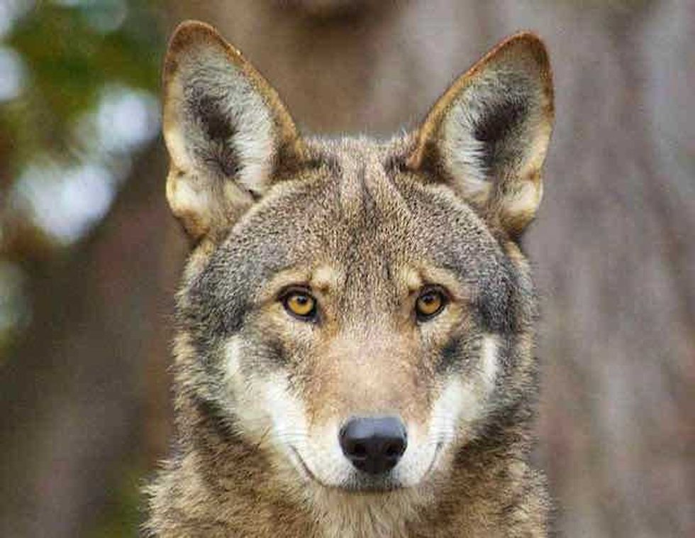 American red wolf
