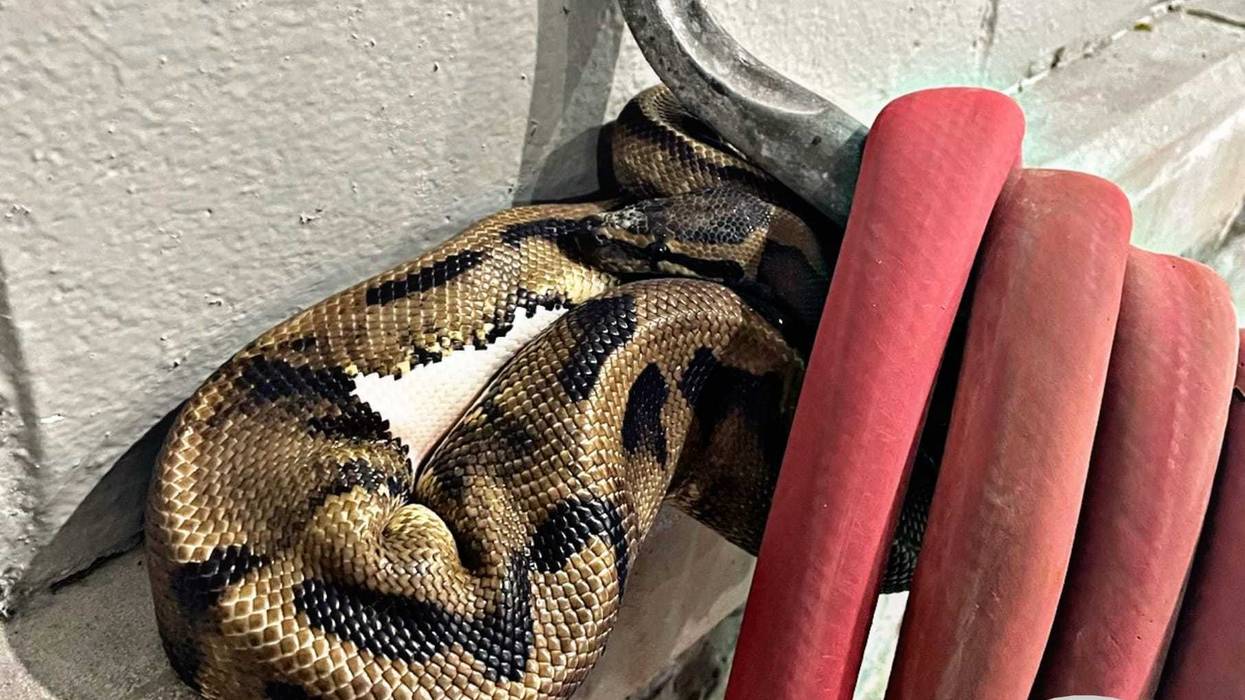 Amherst Police responded to a call of a python, which was found outside a business on Niagara Falls Boulevard. The python was taken to the SPCA Tuesday morning.
