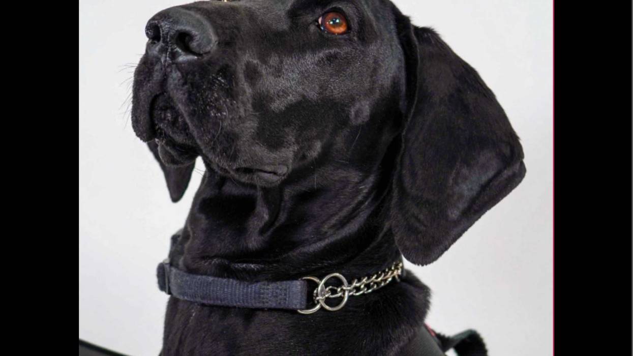 Among the featured canines in the TSA 2024 Canine Calendar is Gina from LaGuardia Airport, representing New York.