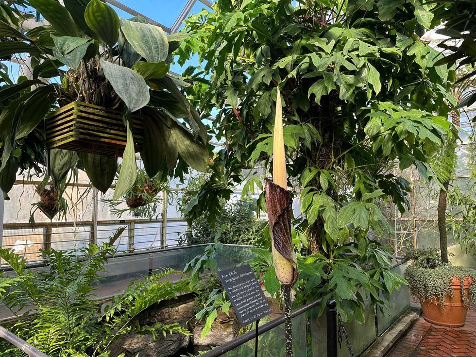 Amorphophallus gigas