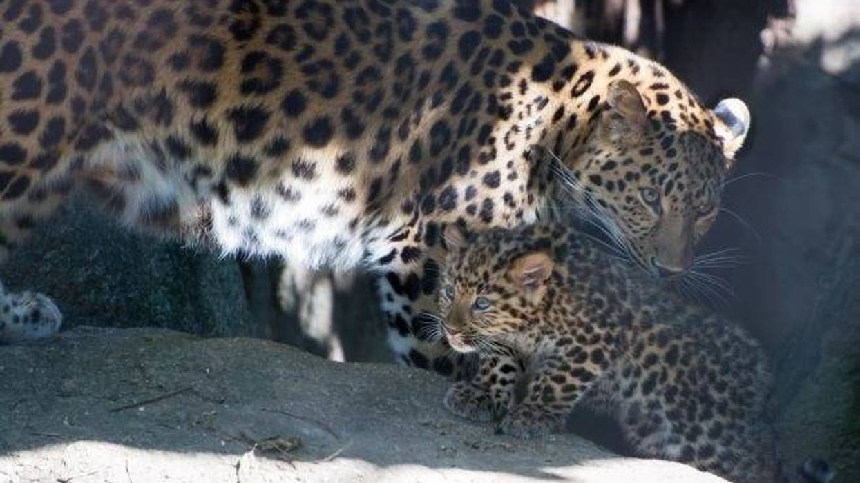 Amur leopard cub and her mother