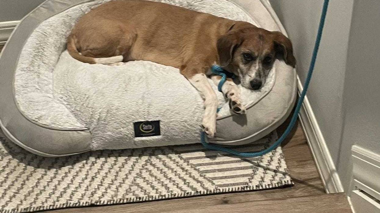 An 11-year-old, mixed breed male named Jager died after being kicked, police said