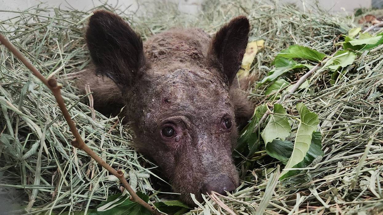 An 8-month-old orphaned bear cub found in South Lake Tahoe last week had to be euthanized Monday night after extensive treatment by the Oakland Zoo.