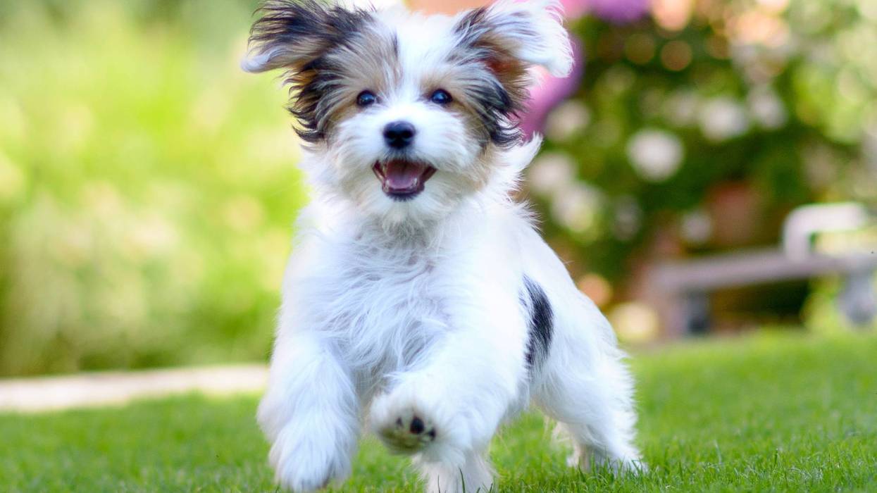 An adorable, happy puppy caught in motion while running on vibrant green grass in summer.