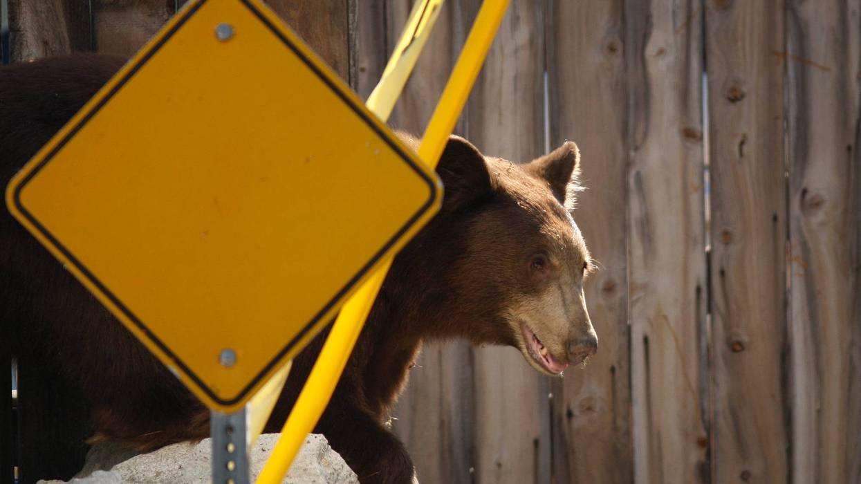An adult black bear walks through a residential neighborhood.