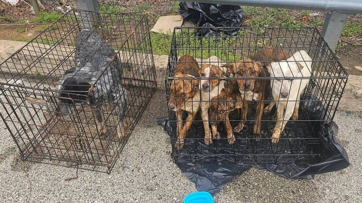 An adult male cattle dog (left) and five puppies were found by Cheltenham Police behind a Wyncote shopping center on Tuesday, April 15.