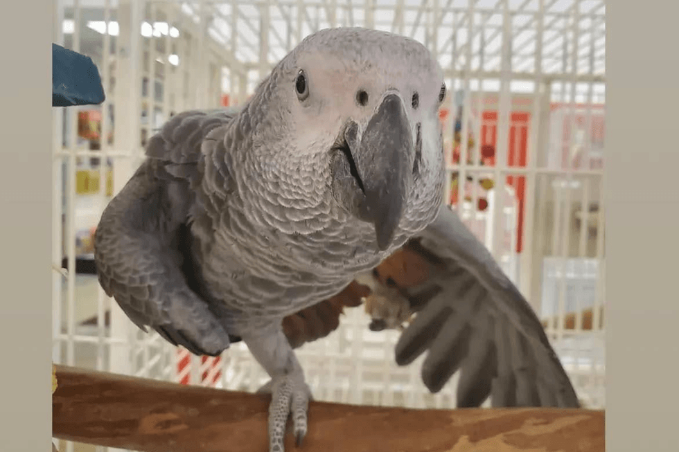 An African Grey parrot was stolen from Birds by Joe 2 in Saddle Brook, New Jersey.