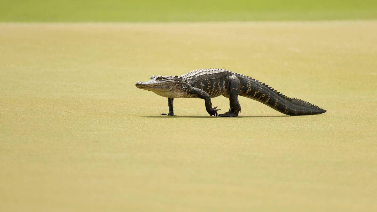 An alligator crosses the PGA Championship green in South Carolina.