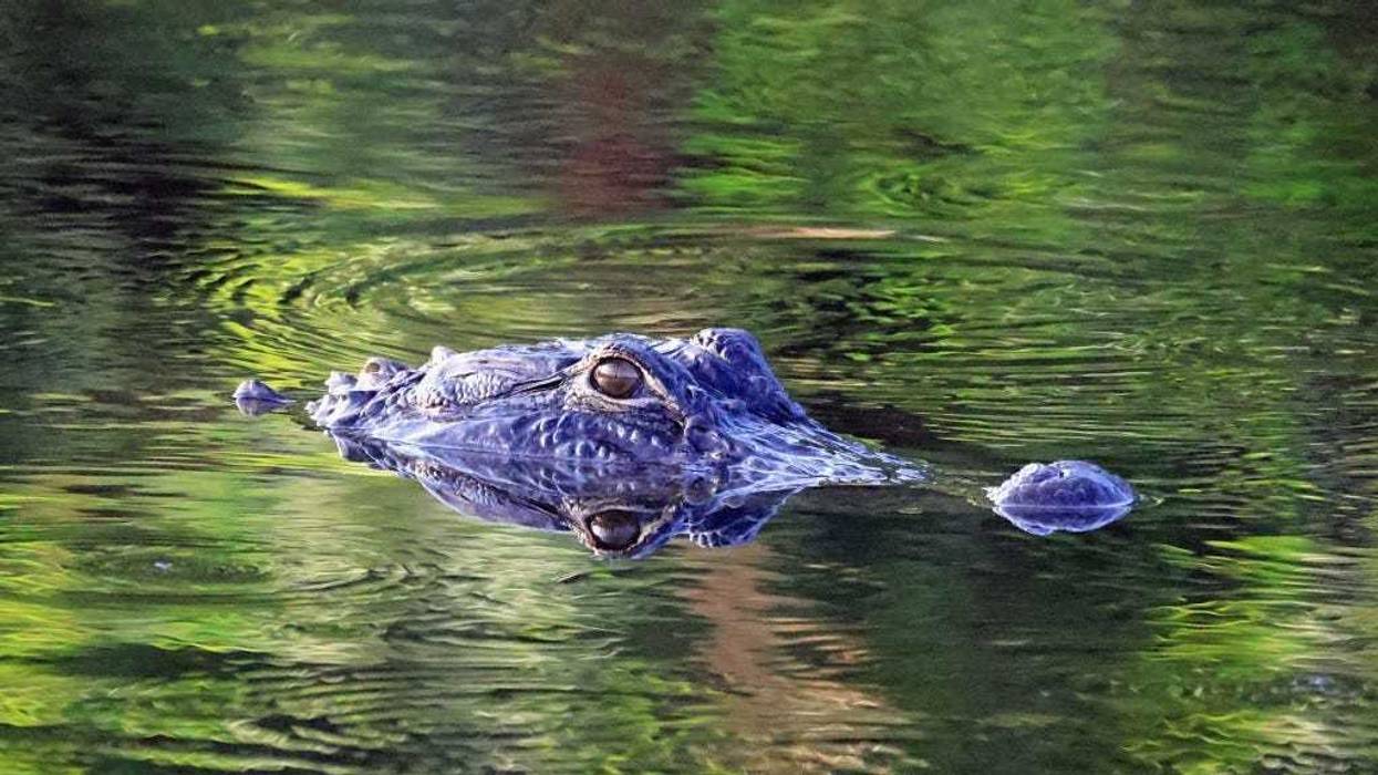 An alligator makes his way through the Wakodahatchee Wetlands on March 28, 2021 in Delray Beach, Florida.