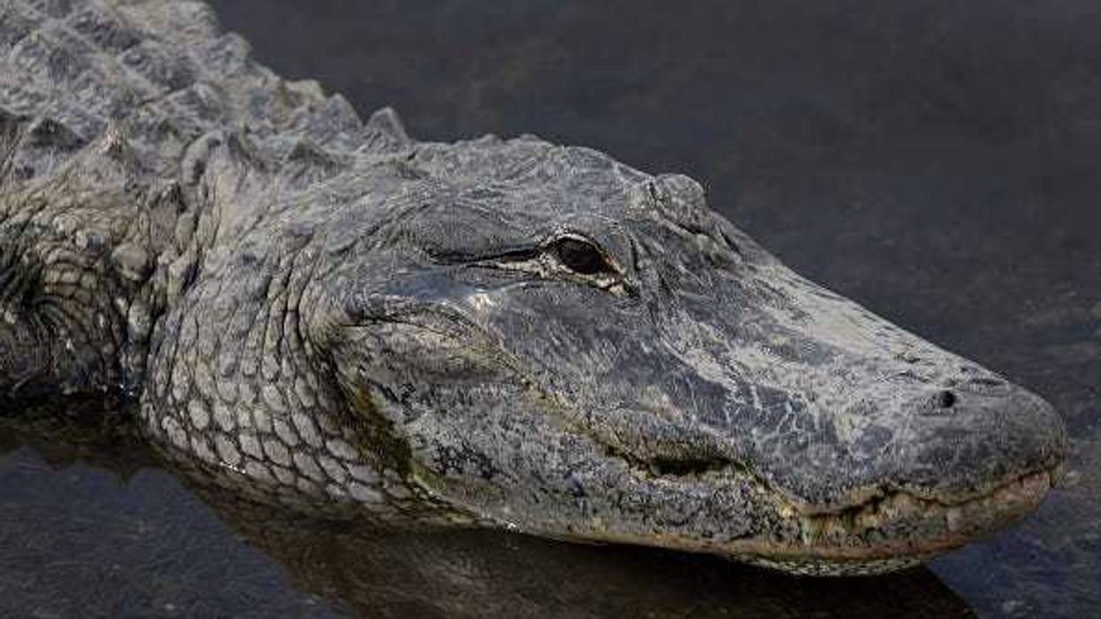 An alligator swims in the Florida Everglades on May 04, 2022 in Miami, Florida.