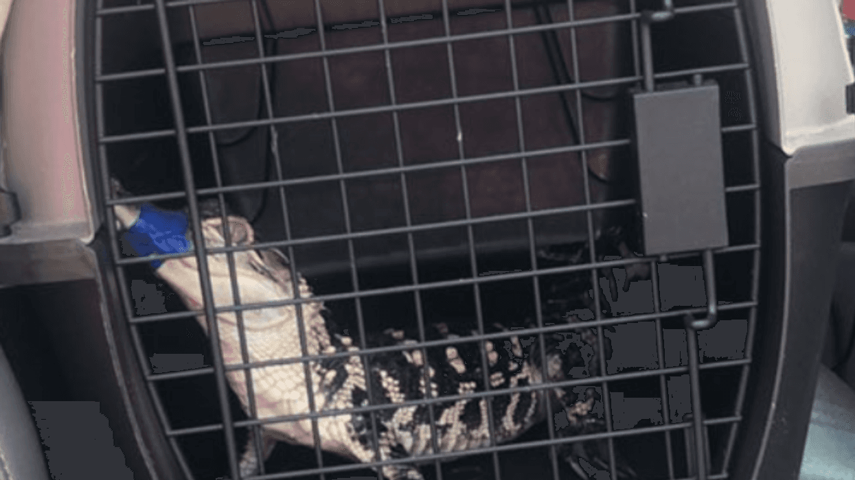 An alligator was one of the animals rescued from a home on Long Island, officials said Wednesday.