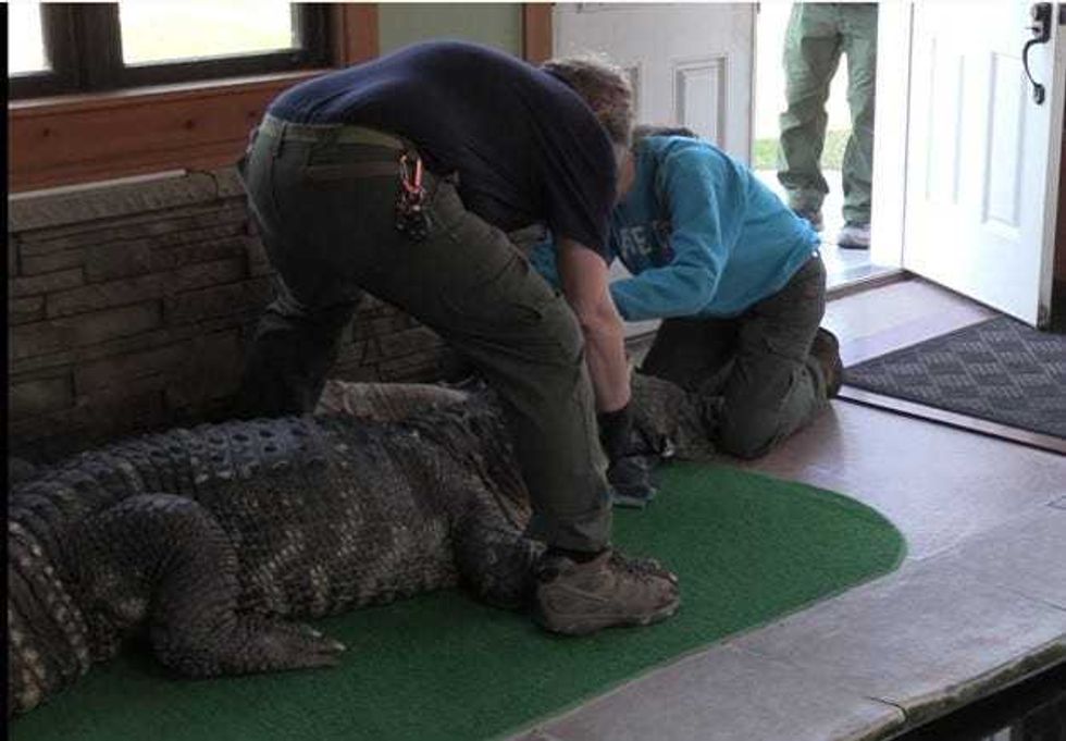 An alligator was seized on March 13, 2024, from a home in Erie County, New York