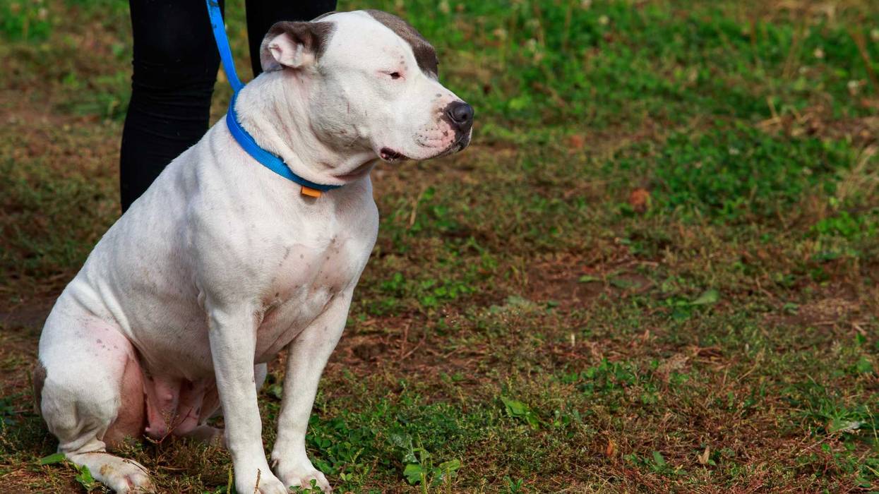 An American bully XL dog.