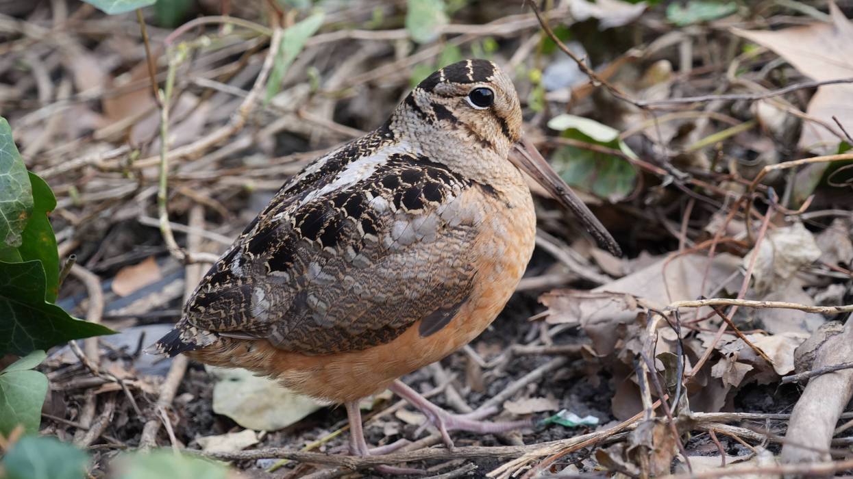 New Yorkers flock to Bryant Park for lovable woodcocks' bobbing strut