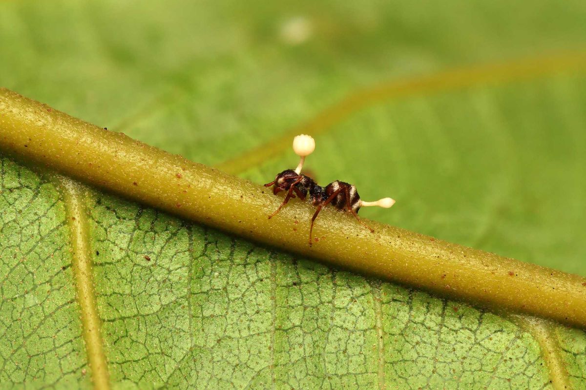 An ant impacted by Ophiocordyceps unilateralis in New Guinea.