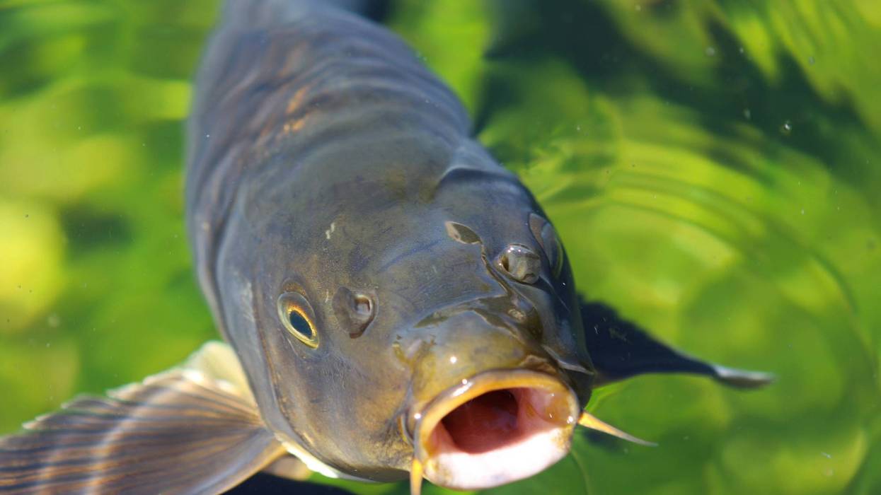 An Asian Carp -- nee, Copi -- swimming.