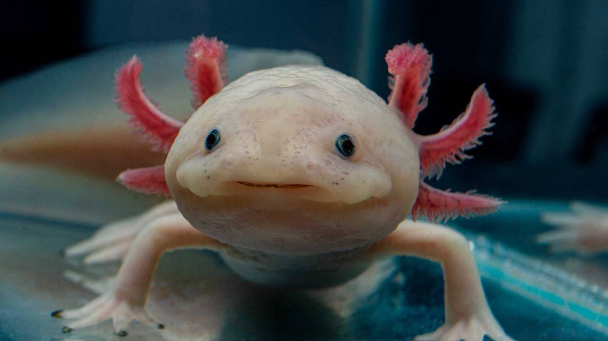 An axolotl