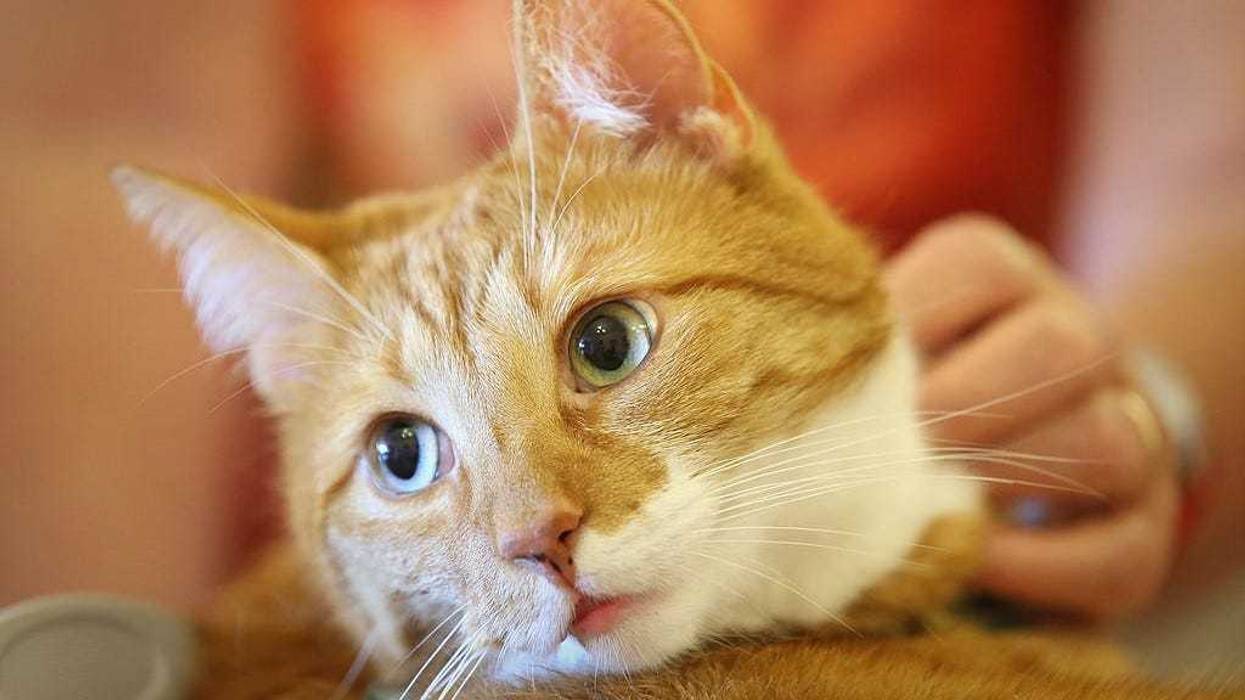 An elderly resident who suffers from dementia strokes the fur of Mogli during the cat's weekly visit at the Lutherstift senior care facility on August 6, 2014 in Berlin, Germany.