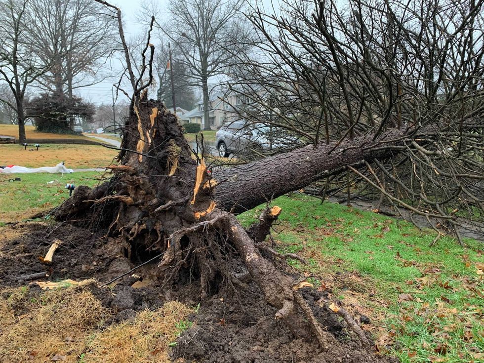 An enormous tree was knocked down in Thursday