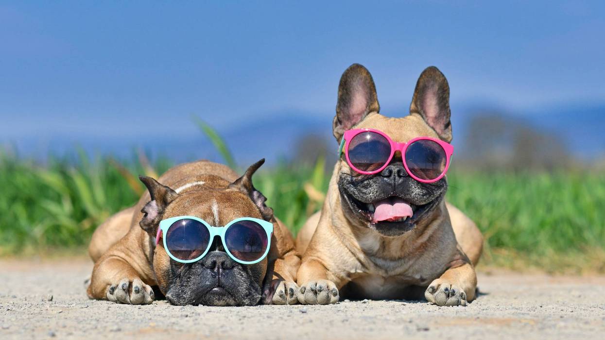 An excessive heat wave lifting into Michigan will make temperatures feel like 105 degrees on Wednesday, but we aren't the only ones who will feel the soaring temperatures — our pets will be susceptible to the high heat as well.