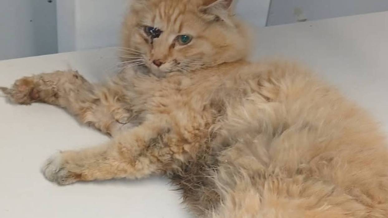 Severely injured cat rescued on LIRR tracks