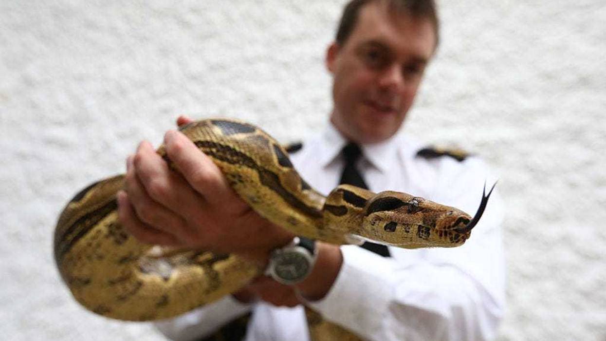 An inspector handles a boa constrictor at a reptile rescue centre.