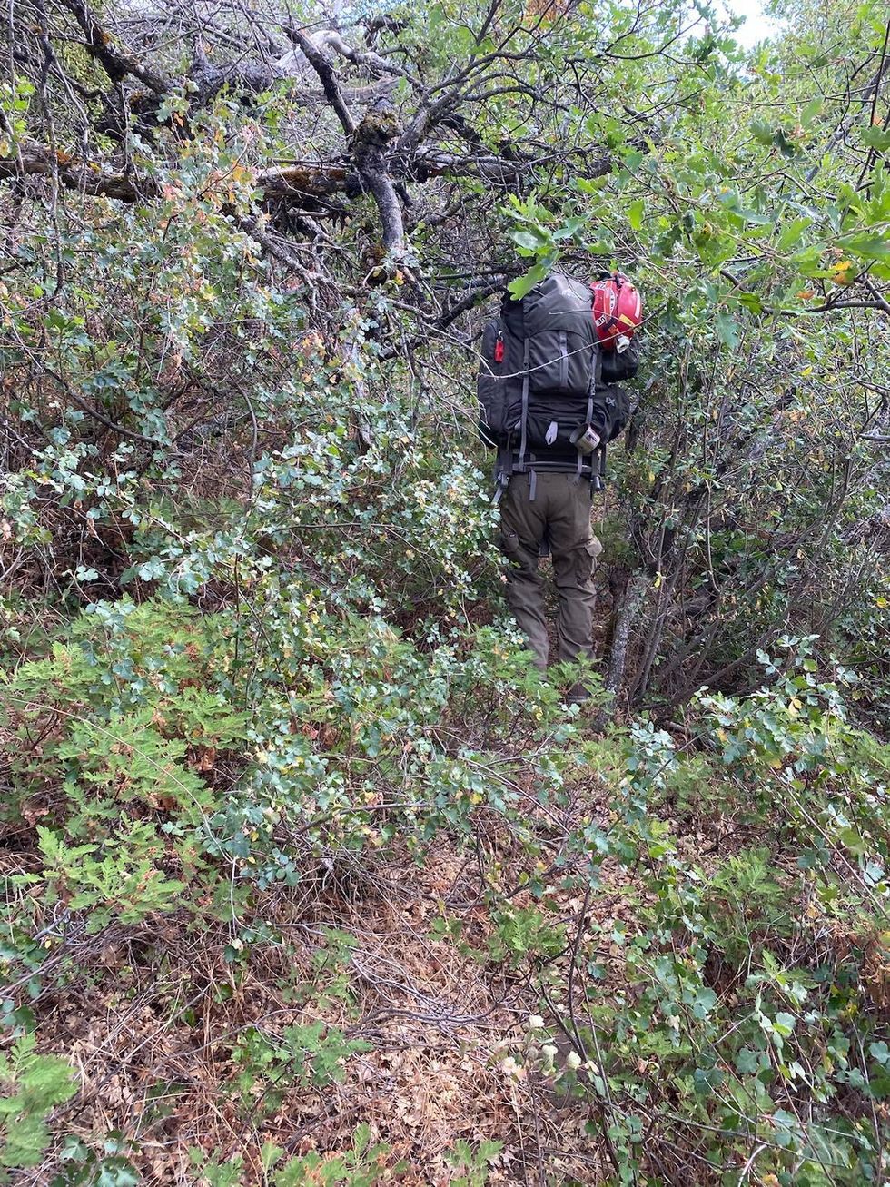 An NPS ground searcher makes their way through dense brush while searching for Matthew Thoke.