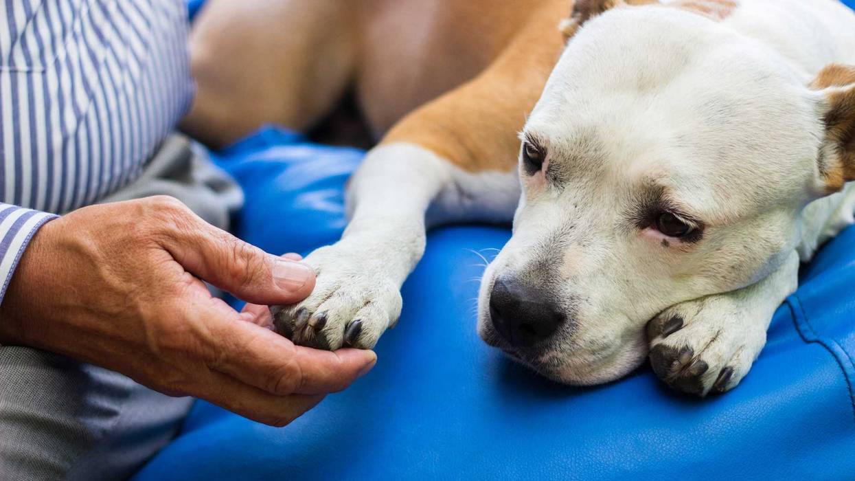 An NYC Councilmember is introduced legislation to let paid sick leave extend to taking time for caring for pets.