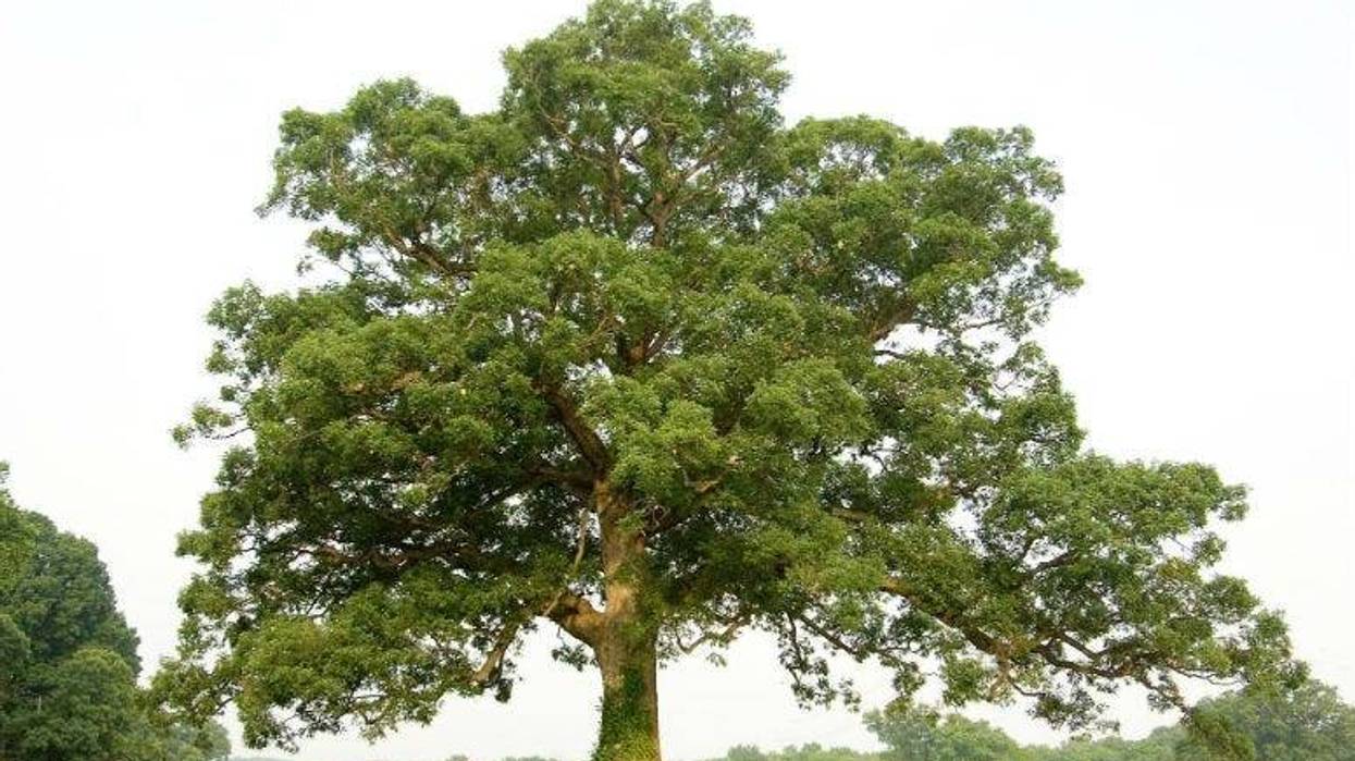 An oak tree.
