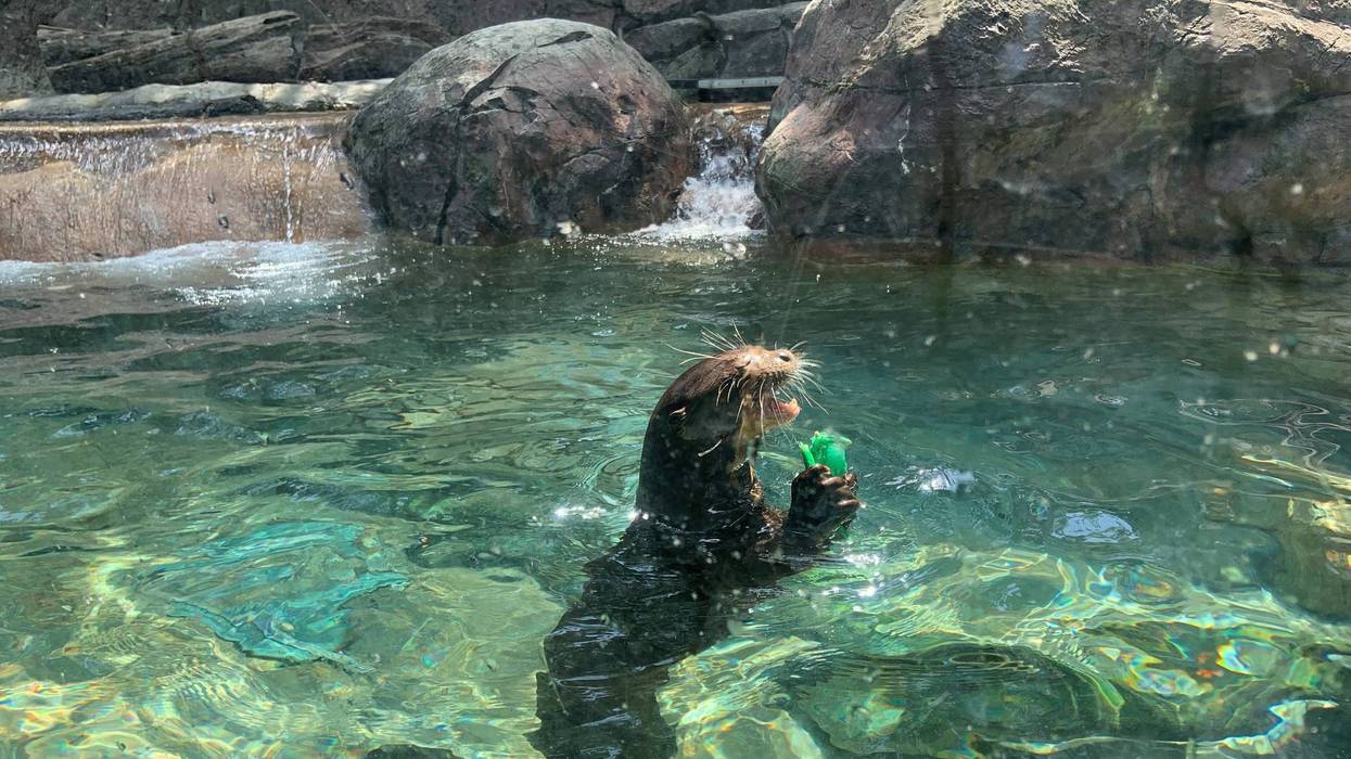 An otter at the Philadelphia Zoo playing with a fish ball treat.