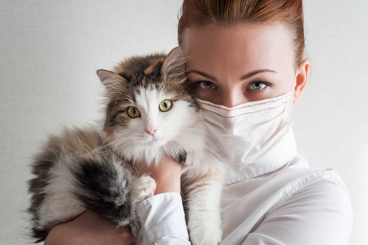 An outbreak of Bird flu among domestic cats has raised some new concerns pet owners.