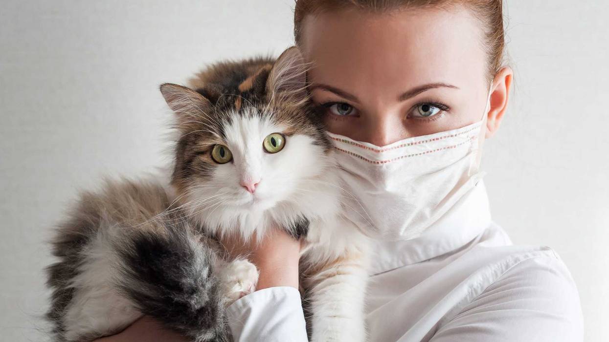 An outbreak of Bird flu among domestic cats has raised some new concerns pet owners.
