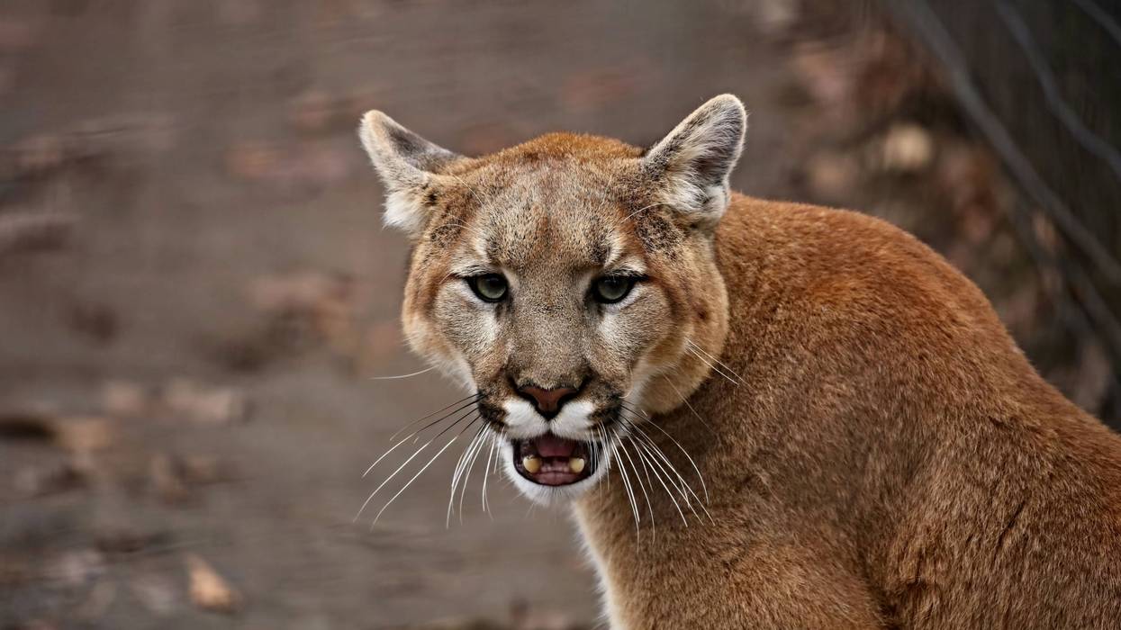 An undated photo of a mountain lion.