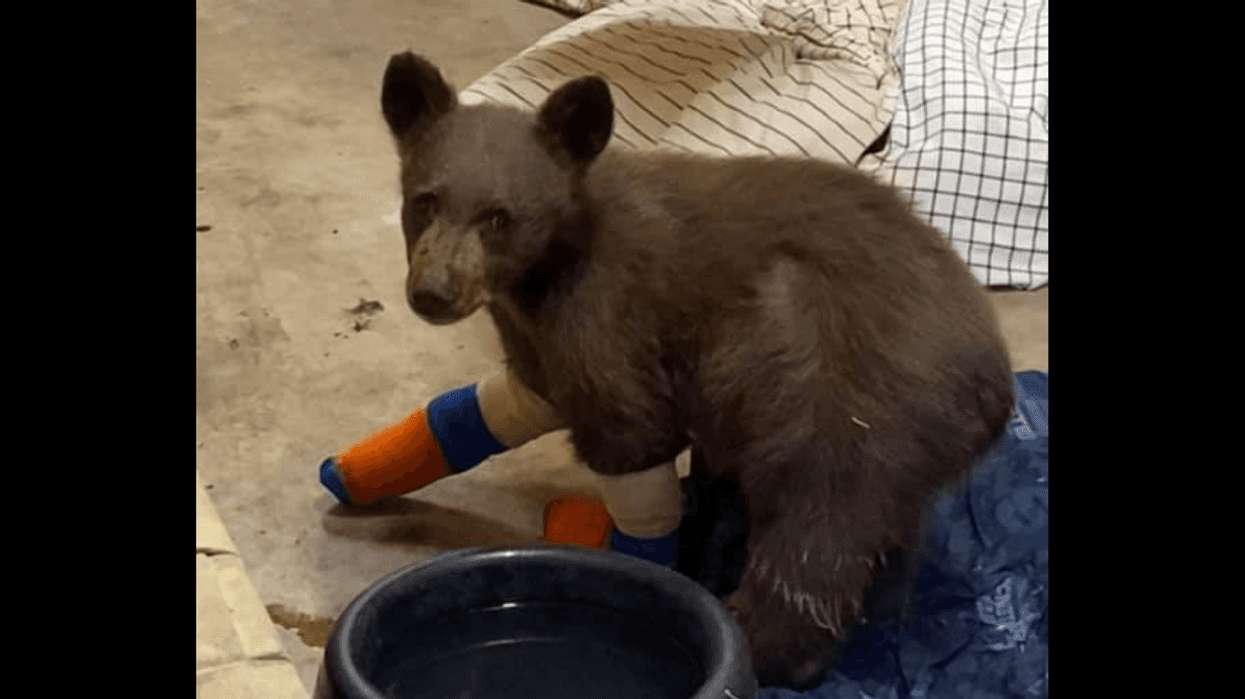An undated photo of "Tamarack" during his treatment at Lake Tahoe Wildlife Care.