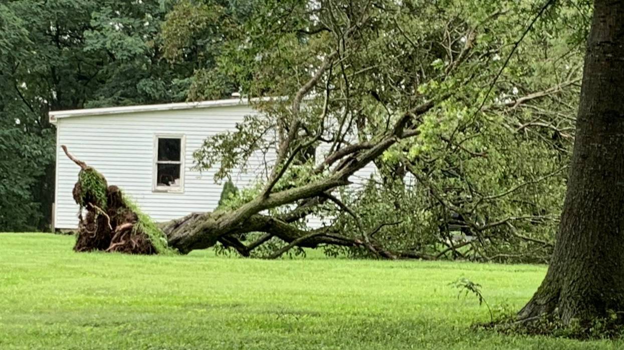 An uprooted tree, knocked down by a tornado