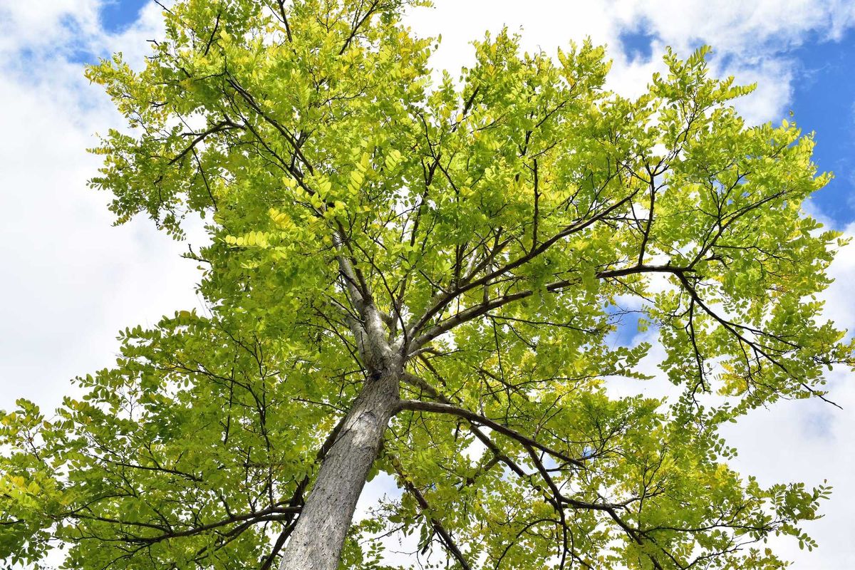 An upshot of an Ash Tree against a cloudy blue sky